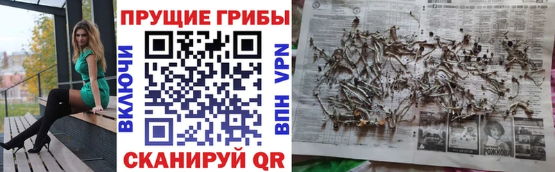 omg рабочий сайт Вельск Псилоцибиновые грибы Psilocybine cubensis
